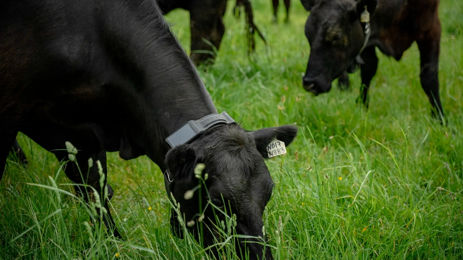 В стартап Halter, который делает умные ошейники для коров, инвестировали 2 млрд долларов