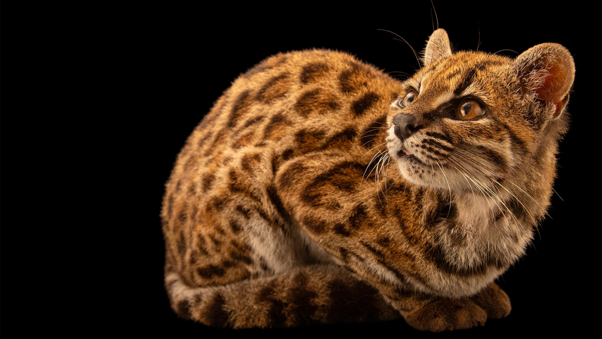 Учёные впервые за 100 лет открыли новый вид кошек — Leopardus tilcayo