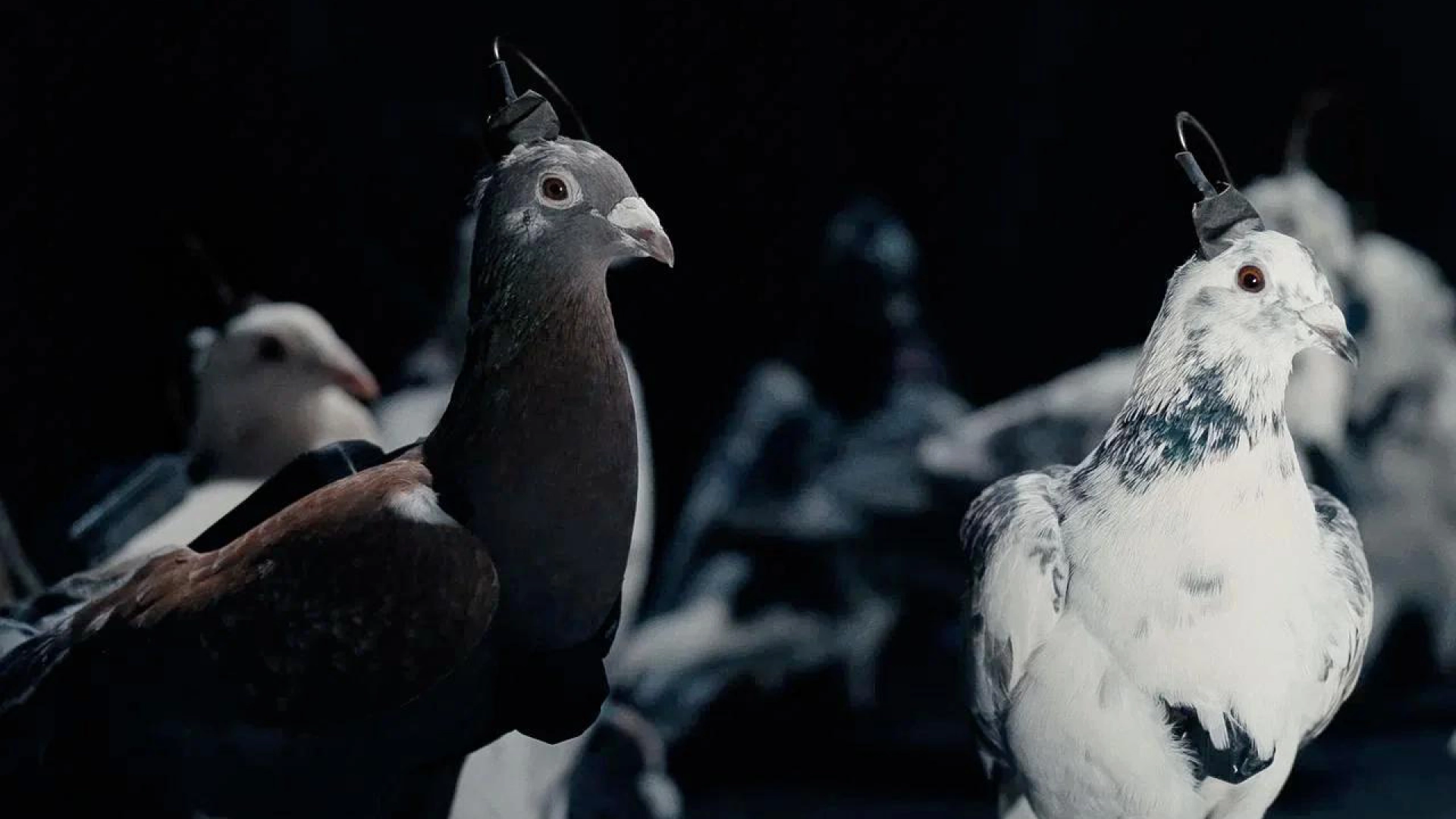 В России показали голубей-«биодронов» — с нейроинтерфейсами в мозгу