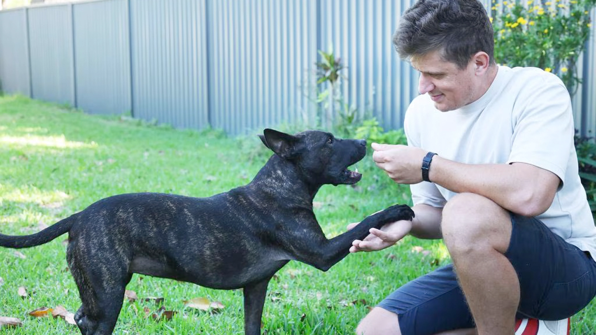 Австралийский предприниматель сделал для своей собаки вакцину от рака при помощи ИИ