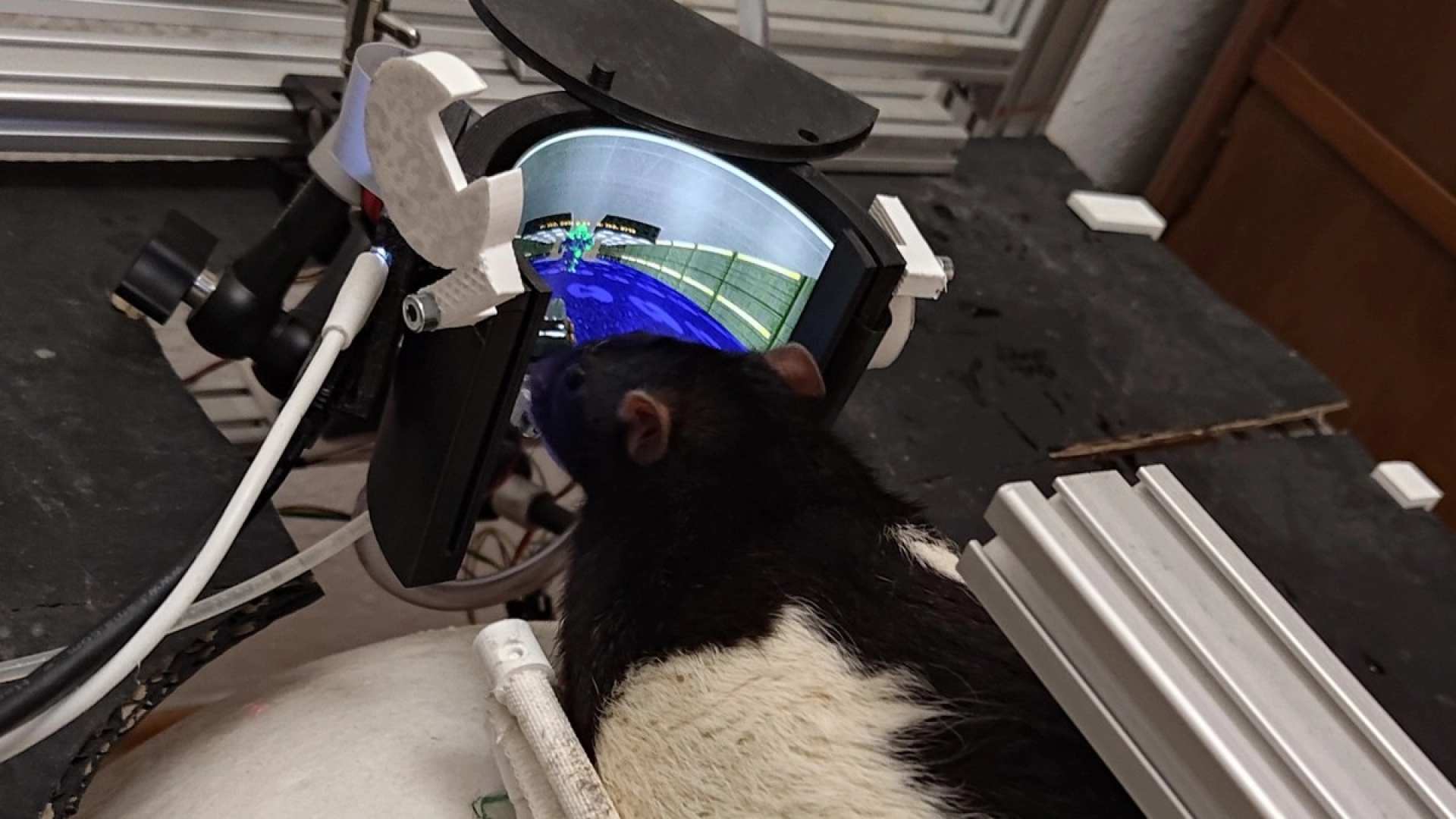 Крыс научили играть в DOOM — энтузиасты создали для грызунов VR-установку